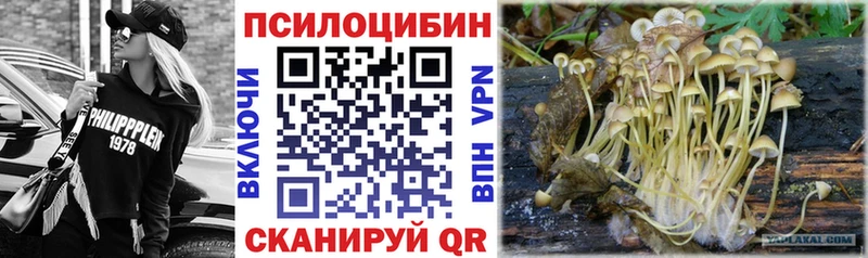 где можно купить наркотик  Волгодонск  Псилоцибиновые грибы Psilocybe 